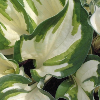 Hosta - 'Loyalist' Hosta, Plantain Lily