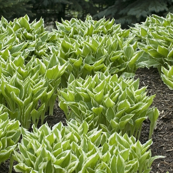 Hosta undulata - 'Albo-marginata' Hosta, Plantain Lily
