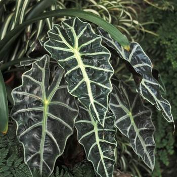 Alocasia amazonica - 'Polly'