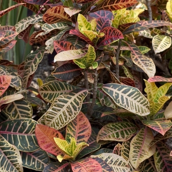 Codiaeum variegatum - Croton