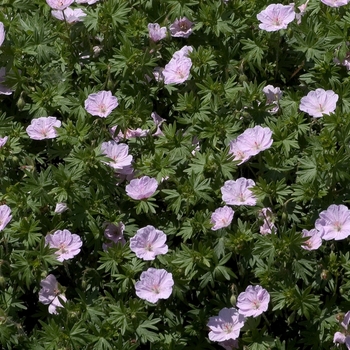 Geranium sanguineum var. striatum - Bloody Cranesbill