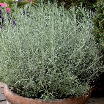 Helichrysum italicum - Licorice Plant