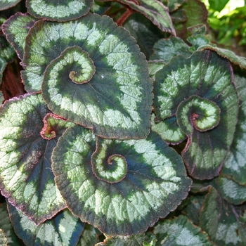 Begonia rex-cultorum - 'Escargot' Rex Begonia