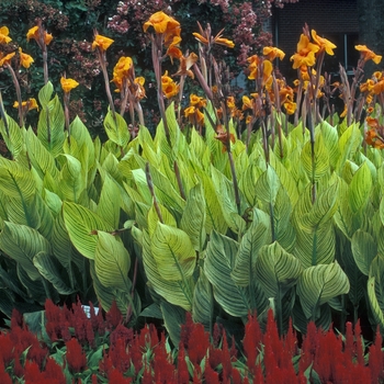 Canna - 'Bengal Tiger' Canna Lily