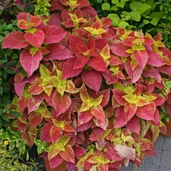 coleus - 'Alabama Sunset'