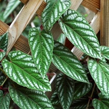 Cissus discolor - Rex Begonia Vine