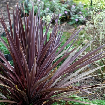 Cordyline australis - 'Red Sensation' False Dracaena