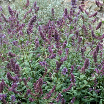 Nepeta parnassica - Catmint