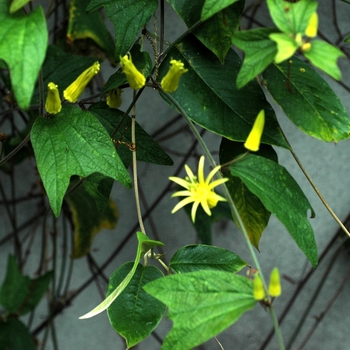 Passiflora citrina - Passion Vine
