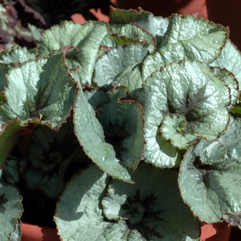 Begonia rex-cultorum - Rex Begonia