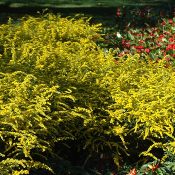 Solidago rugosa - 'Fireworks' Rough Goldenrod