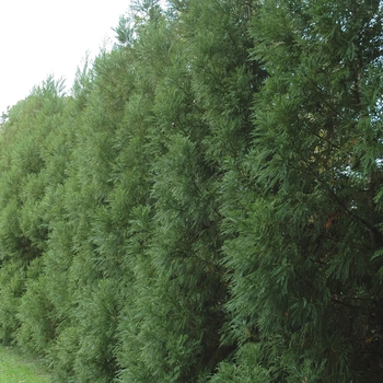 Cryptomeria japonica - 'Yoshino' Japanese Cryptomeria