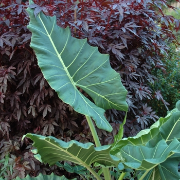 Alocasia - 'Sarian' Elephant Ears
