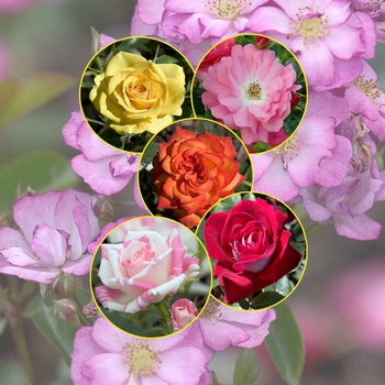 Rosa - 'Multiple Varieties' Rose