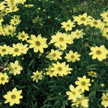 Coreopsis verticillata - 'Creme Brulee' Tickseed