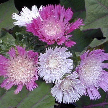 Stokesia laevis - 'Color Wheel' Stokes' Aster