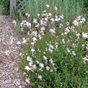 Gaura lindheimeri - 'Multiple Varieties' Whirling Butterflies