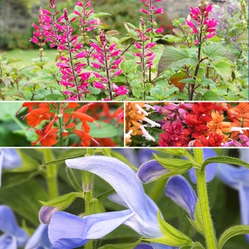 Salvia - 'Multiple Varieties' Flowering Sage