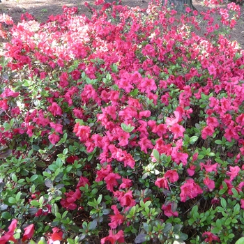 Rhododendron kaempferi - 'Johanna' Azalea