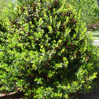 Ilex cornuta - 'Burfordii Nana' Chinese Holly