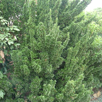 Euonymus japonicus - 'Green Spire' Japanese Euonymus