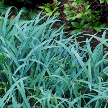 Carex laxiculmus - ''Bunny Blue®'' Sedge