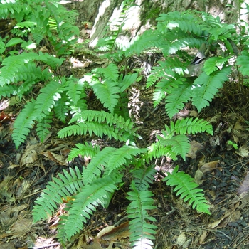 Polystichum acrostichoides - Christmas Fern