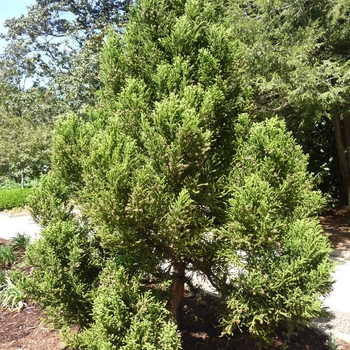 Cryptomeria japonica - 'Radicans' Japanese Cryptomeria