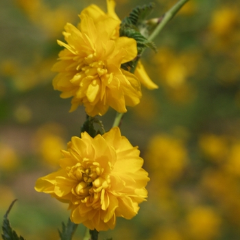 Kerria japonica - 'Pleniflora' Double Flowering Kerria