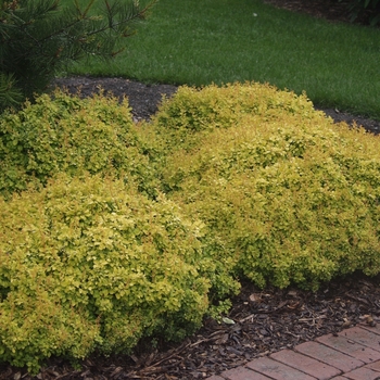 Berberis thunbergii - 'Bonanza Gold' Barberry