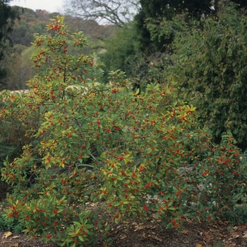 Ilex verticillata - 'Winter Red' Winterberry