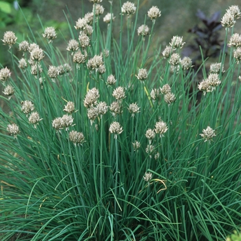 Allium schoenoprasum - Wild Chives
