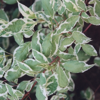 Cornus alba - 'Argenteo-marginata' Variegated tartarian dogwood