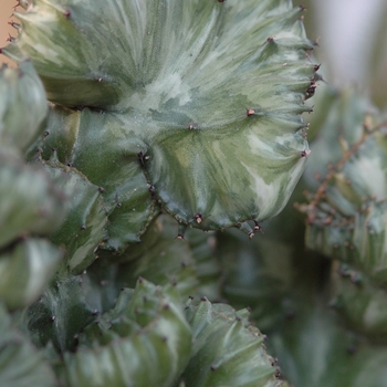 Euphorbia lactea - 'Cristata' Crested Spurge
