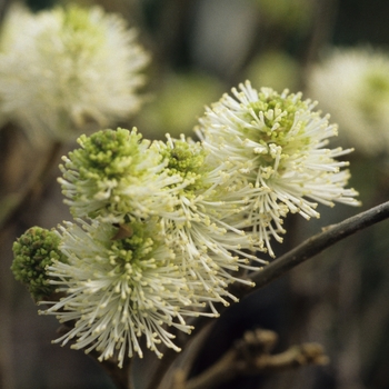 Fothergilla major - 'Mount Airy' Mount Airy Fothergilla