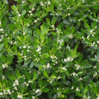 Ilex glabra - 'Compacta' Compact Inkberry