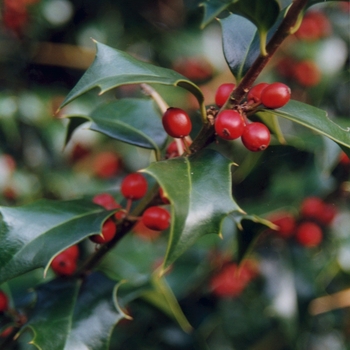 Ilex x aquipernyi - 'Dragon Lady®' Holly