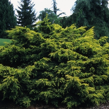 Juniperus chinensis - 'Saybrook Gold' Saybrook Gold Juniper