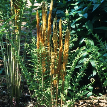 Osmundastrum cinnamomea - Cinnamon fern