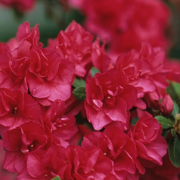 Rhododendron Girard hybrid - 'Girard's Christina' Azalea