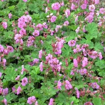 Geranium x cantabrigiense - 'Karmina'