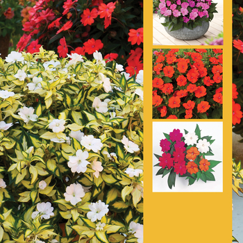 Impatiens - SunPatiens® Mix
