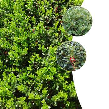 Ilex cornuta - 'Multiple Varieties' Chinese Holly