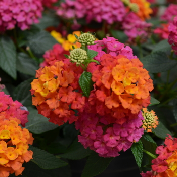 Lantana camara - Lucky™ 'Sunrise Rose'