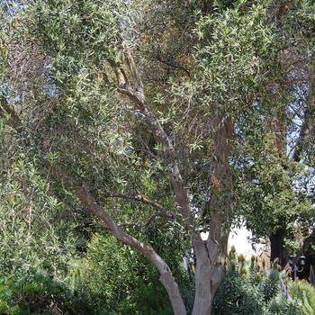 Olea europea - Olive