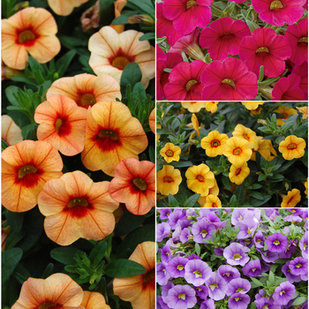 Calibrachoa (Million Bells) - Callie® 'Multiple Varieties'