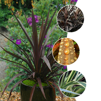 Cordyline - Cordyline