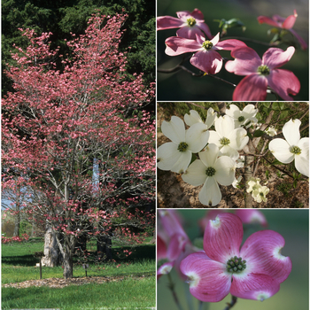 Cornus florida - 'Cherokee Collection' Flowering Dogwood