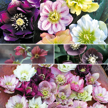 Helleborus - 'Multiple Varieties' Lenten Rose