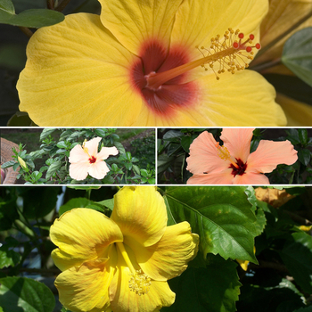 Hibiscus rosa-sinensis - 'Multiple Varieties' Tropical Hibiscus